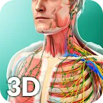 Human Anatomy