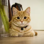 Kitten Wallpapers icon