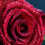 Red Rose Wallpaper 2020 icon