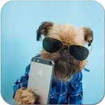 Funny Awesome Animal icon