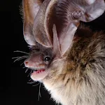 Bat Sounds icon