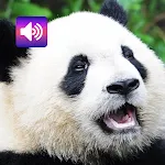 Panda: Sounds & Ringtones icon
