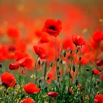 Poppies live wallpaper icon