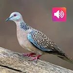 Spotted Dove: Sound, Ringtones icon