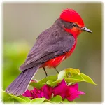 Bird Puzzle: Jigsaw Puzzles icon
