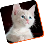 cat training guide app icon