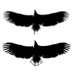 Photo Compare icon