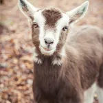 Goat Sounds icon
