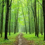 Forest wallpapers icon
