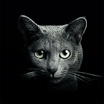 Find a Cat icon