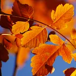 Autumn Live Wallpaper HD icon