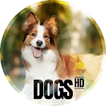 Dogs wallpapers for phone icon