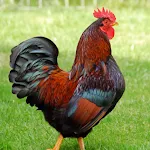 Chicken Sounds icon