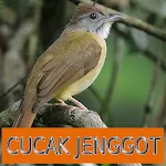 Master Kicau Cucak Jenggot icon
