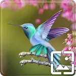 Birds Wallpapers Hd icon