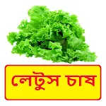 লেটুস চাষ ~Lettuce Cultivation icon