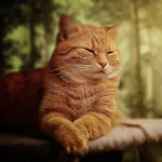 Cat & Kitten Wallpaper icon