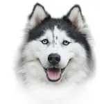 Dog calculator icon