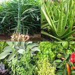 Medicinal Plants Identifier icon
