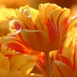 Tulips live wallpaper icon