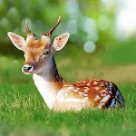 The Deer icon