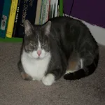 Purrfect-Sponsored icon