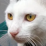 Cat Sounds - Meow Noises icon