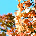 Falling Leaves Live Wallpaper icon