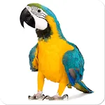 Bird Sounds icon