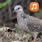 Spotted Dove Sounds HD icon