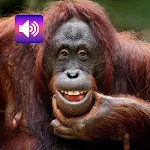 Funny Animal: Sound, Ringtones icon