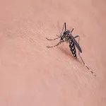 Mosquito Sound icon