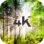 Trees Wallpapers in 4K icon