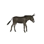 Donkey Sounds icon