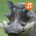 Wild Boar Sounds App icon