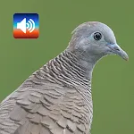 Zebra dove: Sounds & Ringtones icon