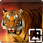 Tiger Wallpapers Hd icon