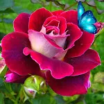 Good morning, love images icon