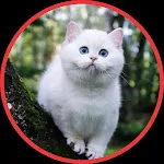 Cute Cat Wallpapers HD icon