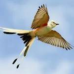 WingScore icon