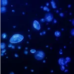 Jellyfish Live Wallpaper icon