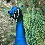 Peacock Sounds icon