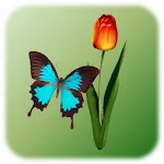Butterfly Tap icon