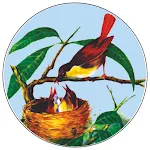 BBUSSB icon