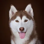 Cute Husky Wallpaper HD 4K icon