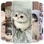 Cute Kitten Wallpaper icon