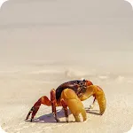 Crab Wallpaper icon
