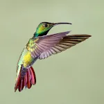 Hummingbird Sounds icon