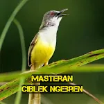 Masteran Ciblek Ngebren icon