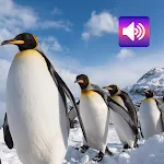 Penguin: Sounds & Ringtones icon